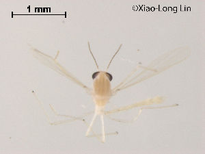  (Rheotanytarsus sp. 14XL - XL1034)  @11 [ ] CreativeCommons-Attribution Non-Commercial Share-Alike (2020) Xiaolong Lin Nankai University, College of Life Sciences