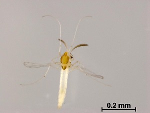  (Cladotanytarsus sp. 4XL - XL1074)  @11 [ ] CreativeCommons-Attribution Non-Commercial Share-Alike (2020) Xiaolong Lin Nankai University, College of Life Sciences