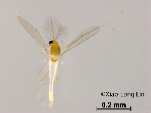  ( - XL1078)  @11 [ ] CreativeCommons-Attribution Non-Commercial Share-Alike (2020) Xiaolong Lin Nankai University, College of Life Sciences