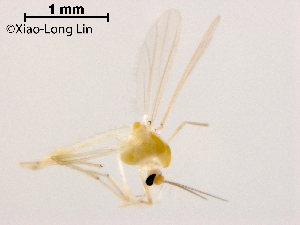  (Tanytarsus tamaduodecimus - XL1089)  @11 [ ] CreativeCommons-Attribution Non-Commercial Share-Alike (2020) Xiaolong Lin Nankai University, College of Life Sciences