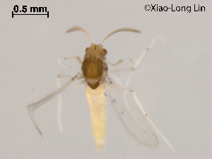  (Stempellinella brevilamellae - XL1113)  @11 [ ] CreativeCommons-Attribution Non-Commercial Share-Alike (2020) Xiaolong Lin Nankai University, College of Life Sciences