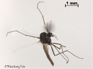  ( - XL1124)  @11 [ ] CreativeCommons - Attribution Non-Commercial Share-Alike (2019) Xiaolong Lin College of Life Sciences, Nankai University