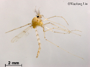  (Thienemannimyia sp. 4XL - XL1155)  @14 [ ] CreativeCommons - Attribution Non-Commercial Share-Alike (2019) Xiaolong Lin College of Life Sciences, Nankai University