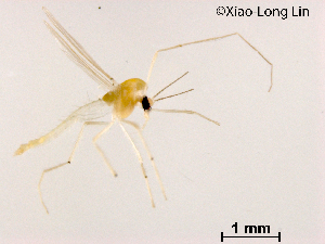  ( - XL1174)  @11 [ ] CreativeCommons-Attribution Non-Commercial Share-Alike (2020) Xiaolong Lin Nankai University, College of Life Sciences