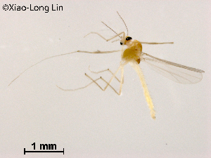  (Tanytarsus sp. 7XL - XL1180)  @11 [ ] CreativeCommons-Attribution Non-Commercial Share-Alike (2020) Xiaolong Lin Nankai University, College of Life Sciences