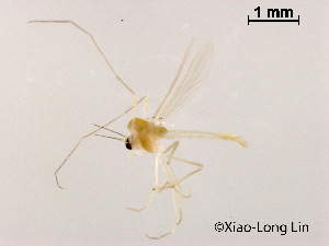 ( - XL1181)  @11 [ ] CreativeCommons-Attribution Non-Commercial Share-Alike (2020) Xiaolong Lin Nankai University, College of Life Sciences