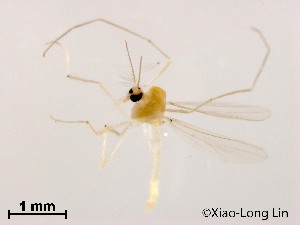  (Rheotanytarsus cangshanensis - XL1200)  @11 [ ] CreativeCommons-Attribution Non-Commercial Share-Alike (2020) Xiaolong Lin Nankai University, College of Life Sciences