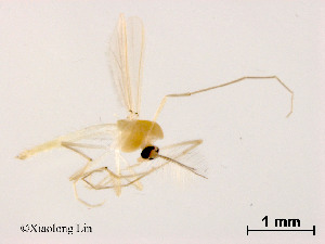  (Rheotanytarsus sp. 9XL - XL1245)  @11 [ ] CreativeCommons - Attribution Non-Commercial Share-Alike (2019) Xiaolong Lin College of Life Sciences, Nankai University