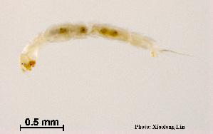  (Stempellinella apicula - XL1299)  @11 [ ] CreativeCommons - Attribution Non-Commercial Share-Alike (2018) Xiaolong Lin College of Life Sciences, Nankai University