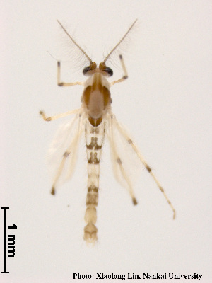  ( - XL1456)  @11 [ ] CreativeCommons - Attribution Share-Alike (2018) Xiaolong Lin Nankai University, College of Life Sciences
