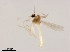  (Tanytarsus sp. 27XL - XL1498)  @11 [ ] CreativeCommons - Attribution Non-Commercial Share-Alike (2019) Xiaolong Lin College of Life Sciences, Nankai University