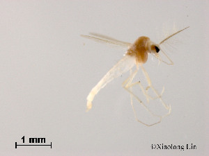  (Tanytarsus tamagotoi - XL1563)  @11 [ ] CreativeCommons - Attribution Non-Commercial Share-Alike (2019) Xiaolong Lin College of Life Sciences, Nankai University