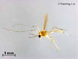  ( - XL1594)  @11 [ ] CreativeCommons - Attribution Non-Commercial Share-Alike (2019) Xiaolong Lin College of Life Sciences, Nankai University