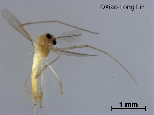  (Tanytarsus sp. 39XL - XL1612)  @11 [ ] CreativeCommons-Attribution Non-Commercial Share-Alike (2020) Xiaolong Lin Nankai University, College of Life Sciences