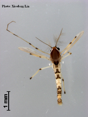  ( - XL1617)  @11 [ ] CreativeCommons - Attribution Non-Commercial Share-Alike (2018) Xiaolong Lin College of Life Sciences, Nankai University