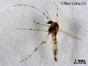 (Tanytarsus sp. 30XL - XL1618)  @11 [ ] CreativeCommons-Attribution Non-Commercial Share-Alike (2020) Xiaolong Lin Nankai University, College of Life Sciences
