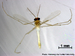  (Rheotanytarsus photophilus - XL1637)  @12 [ ] CreativeCommons - Attribution Non-Commercial Share-Alike (2019) Xiaolong Lin College of Life Sciences, Nankai University