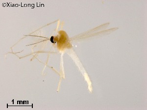  (Rheotanytarsus illiesi - XL1675)  @11 [ ] CreativeCommons-Attribution Non-Commercial Share-Alike (2020) Xiaolong Lin Nankai University, College of Life Sciences