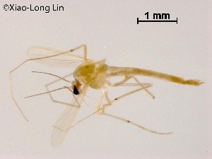  (Tanytarsus sp. 16XL - XL1697)  @11 [ ] CreativeCommons-Attribution Non-Commercial Share-Alike (2020) Xiaolong Lin Nankai University, College of Life Sciences