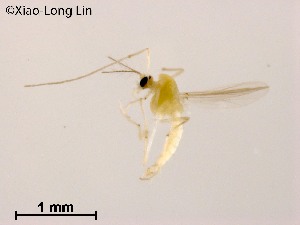  (Rheotanytarsus qiangi - XL1791)  @11 [ ] CreativeCommons-Attribution Non-Commercial Share-Alike (2020) Xiaolong Lin Nankai University, College of Life Sciences
