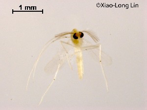  (Rheotanytarsus sp. 21XL - XL1794)  @11 [ ] CreativeCommons-Attribution Non-Commercial Share-Alike (2020) Xiaolong Lin Nankai University, College of Life Sciences