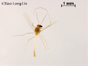  ( - XL1814)  @11 [ ] CreativeCommons-Attribution Non-Commercial Share-Alike (2020) Xiaolong Lin Nankai University, College of Life Sciences