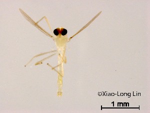  (Rheotanytarsus fluminis - XL1836)  @11 [ ] CreativeCommons-Attribution Non-Commercial Share-Alike (2020) Xiaolong Lin Nankai University, College of Life Sciences