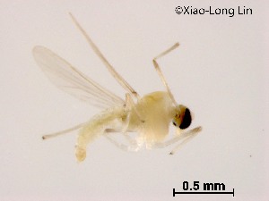  (Rheotanytarsus sp. 24XL - XL1837)  @11 [ ] CreativeCommons-Attribution Non-Commercial Share-Alike (2020) Xiaolong Lin Nankai University, College of Life Sciences