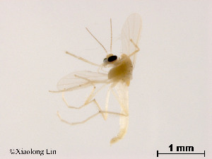  ( - XL1845)  @12 [ ] CreativeCommons - Attribution Non-Commercial Share-Alike (2019) Xiaolong Lin College of Life Sciences, Nankai University