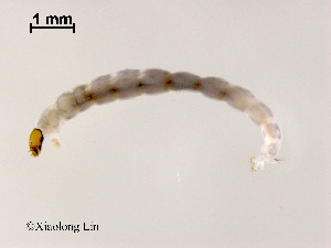  ( - XL1966)  @11 [ ] CreativeCommons - Attribution Non-Commercial Share-Alike (2019) Xiaolong Lin College of Life Sciences, Nankai University