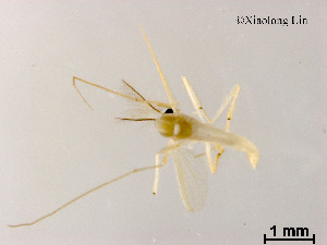  ( - XL2001)  @11 [ ] CreativeCommons - Attribution Non-Commercial Share-Alike (2019) Xiaolong Lin College of Life Sciences, Nankai University
