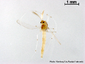  (Tanytarsus sp. 28XL - XL2041)  @11 [ ] CreativeCommons - Attribution Non-Commercial Share-Alike (2019) Xiaolong Lin College of Life Sciences, Nankai University