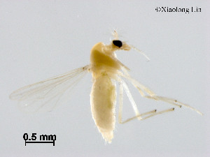  (Tanytarsus tamaundecimus - XL2178)  @13 [ ] CreativeCommons - Attribution Non-Commercial Share-Alike (2019) Xiaolong Lin College of Life Sciences, Nankai University