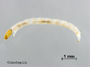  ( - XL2228)  @12 [ ] CreativeCommons - Attribution Non-Commercial Share-Alike (2019) Xiaolong Lin College of Life Sciences, Nankai University