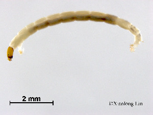  ( - XL2279)  @11 [ ] CreativeCommons - Attribution Non-Commercial Share-Alike (2019) Xiaolong Lin College of Life Sciences, Nankai University