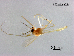  (Rheotanytarsus sp. 25XL - XL2785)  @11 [ ] CreativeCommons - Attribution Non-Commercial Share-Alike (2019) Xiaolong Lin College of Life Sciences, Nankai University