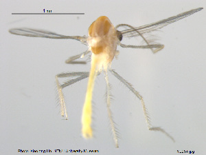  (Cladotanytarsus sp. 3XL - XL284)  @11 [ ] CreativeCommons - Attribution Non-Commercial Share-Alike (2018) Xiaolong Lin College of Life Sciences, Nankai University