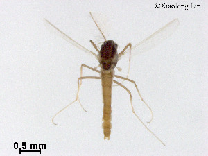  (Pseudorthocladius cristagus - XL3011)  @11 [ ] CreativeCommons - Attribution Non-Commercial Share-Alike (2019) Xiaolong Lin College of Life Sciences, Nankai University