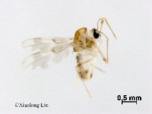  (Conchapelopia sp. 8XL - XL3051)  @11 [ ] CreativeCommons - Attribution Non-Commercial Share-Alike (2019) Xiaolong Lin College of Life Sciences, Nankai University