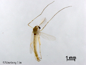  ( - XL3065)  @13 [ ] CreativeCommons - Attribution Non-Commercial Share-Alike (2019) Xiaolong Lin College of Life Sciences, Nankai University