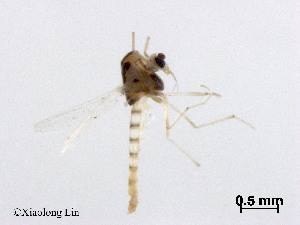  (Cladotanytarsus sp. 5XL - XL3091)  @11 [ ] CreativeCommons - Attribution Non-Commercial Share-Alike (2019) Xiaolong Lin College of Life Sciences, Nankai University