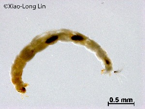  (Rheotanytarsus sp. 8XL - XL3223)  @11 [ ] CreativeCommons-Attribution Non-Commercial Share-Alike (2020) Xiaolong Lin Nankai University, College of Life Sciences