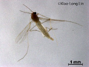  (Rheotanytarsus sp. 19XL - XL3264)  @11 [ ] CreativeCommons-Attribution Non-Commercial Share-Alike (2020) Xiaolong Lin Nankai University, College of Life Sciences