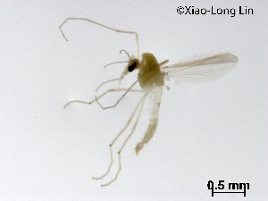  (Tanytarsus sp. 40XL - XL3540)  @11 [ ] CreativeCommons-Attribution Non-Commercial Share-Alike (2020) Xiaolong Lin Nankai University, College of Life Sciences