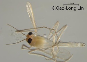  (Rheotanytarsus yamamotoi - XL509)  @11 [ ] CreativeCommons-Attribution Non-Commercial Share-Alike (2020) Xiaolong Lin Nankai University, College of Life Sciences
