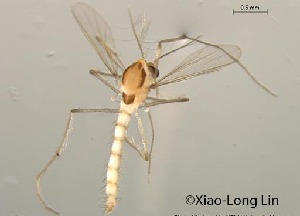  (Rheotanytarsus sp. 16XL - XL546)  @11 [ ] CreativeCommons-Attribution Non-Commercial Share-Alike (2020) Xiaolong Lin Nankai University, College of Life Sciences