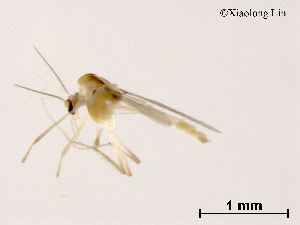  (Tanytarsus sp. 32XL - XL779)  @11 [ ] CreativeCommons - Attribution Non-Commercial Share-Alike (2019) Xiaolong Lin College of Life Sciences, Nankai University