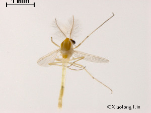  ( - XL786)  @12 [ ] CreativeCommons - Attribution Non-Commercial Share-Alike (2019) Xiaolong Lin College of Life Sciences, Nankai University
