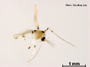  (Rheotanytarsus vallenduuki - XL794)  @12 [ ] CreativeCommons - Attribution Non-Commercial Share-Alike (2018) Xiaolong Lin College of Life Sciences, Nankai University