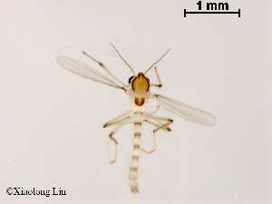  ( - XL804)  @12 [ ] CreativeCommons - Attribution Non-Commercial Share-Alike (2019) Xiaolong Lin College of Life Sciences, Nankai University